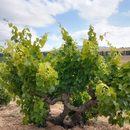 Piekenierskloof Wine Cellars