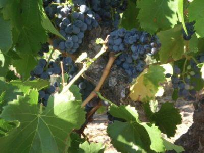 Tierhoek Wines